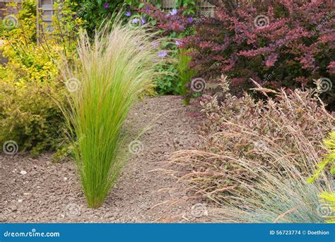 Drought Resistant Plants and Grasses Stock Photo - Image of purple ...