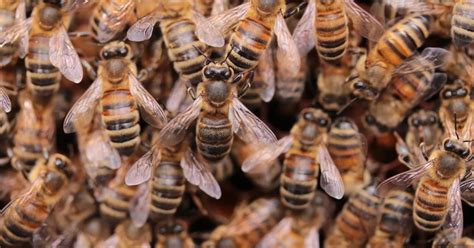 Three people rushed to hospital after swarm of 'killer' bees attacks in Arizona - Daily Star