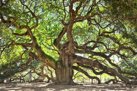 The meaning and symbolism of the word - «Oak»