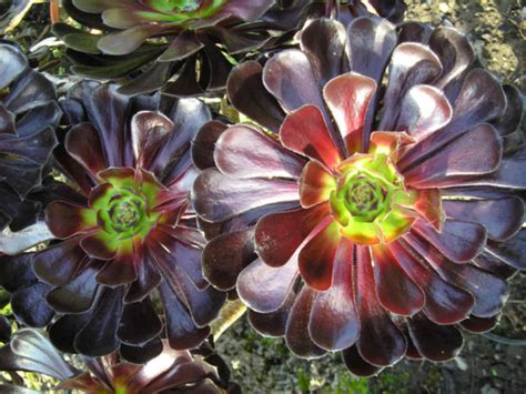 Aeonium arboreum 'Zwartkop' - World of Succulents