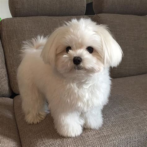 Adorable Fluffy Maltese type puppy #puppy | Perros bichon maltes, Perro maltes, Perros