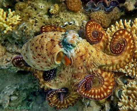 An Octopus Changing Color? Find Out HOW And WHY! - OctoNation - The ...