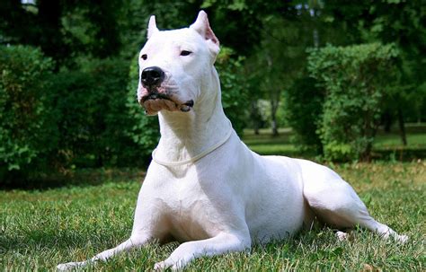 Dogo Argentino Info, Temperament, Life Span, Puppies, Pictures