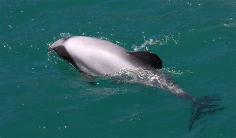 Hector's Dolphin - Facts, Information & Pictures