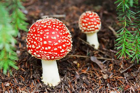 Toadstool Free Stock Photo - Public Domain Pictures