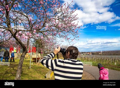 Almond blossom in Neustadt-Gimmeldingen, Palatinate. The Almond Blossom Festival 2023, which ...