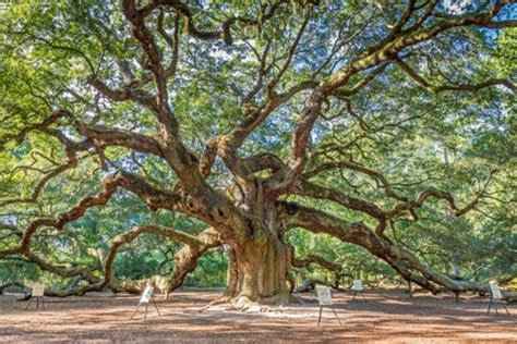 The Angel Oak in South Carolina is twintig meter hoog en is naar schatting tussen de 1400 en ...