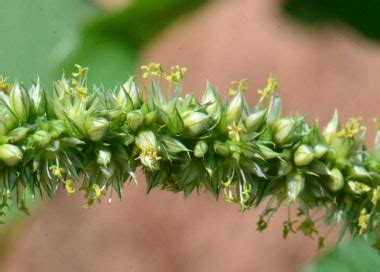 Palmer's Amaranth: Pictures, Flowers, Leaves & Identification | Amaranthus palmeri