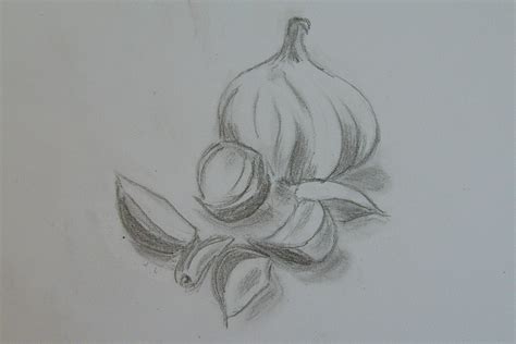 drawings o garlic Archives - Richard North