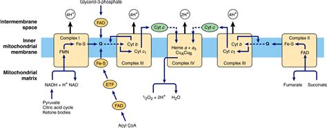 The Respiratory Chain & Oxidative Phosphorylation | Basicmedical Key