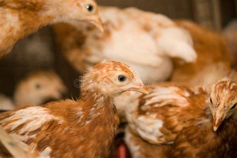 Young chickens in a cage stock photo. Image of breeding - 103790512