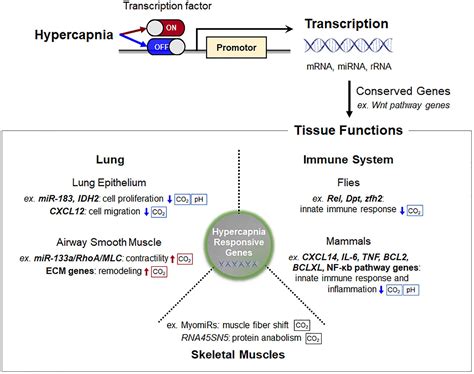 Frontiers | Hypercapnia Regulates Gene Expression and Tissue Function