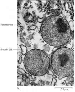 Peroxisomes - Unity Companies - RR School Of Nursing