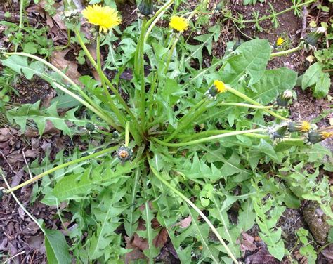 Foraging for Dandelions | Medicinal plants, Medicinal weeds, Plants