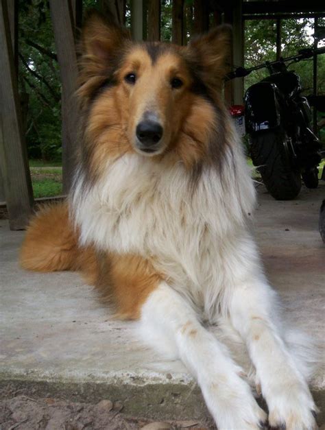 Rough Collie - rough collie Photo (1360971) - Fanpop