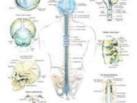 Cranial Sacral Therapy