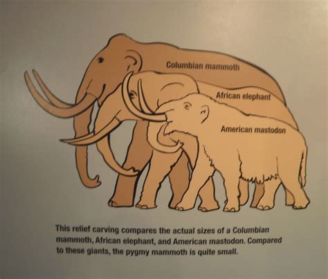 Mammoths | "Columbian mammoth African elephant American mast… | Flickr