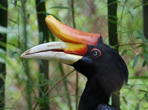 The Online Zoo - Rhinoceros Hornbill