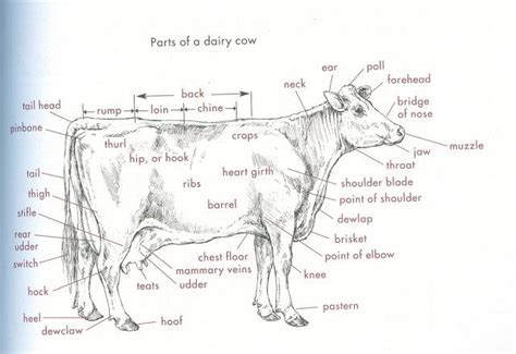 Dairy Cow Udder Anatomy