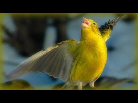 Canary Singing - 1 Hour - YouTube