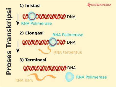 Sintesis Protein | Tahapan, Proses, Urutan, Tempat Terjadinya