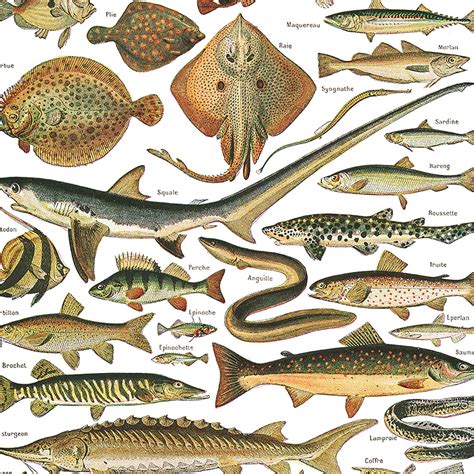 EU Sizes Large Fish Poster. Vintage Style Fish Chart for - Etsy Canada