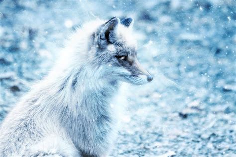 The Arctic Fox | A Tale of Iceland's Only Native Mammal