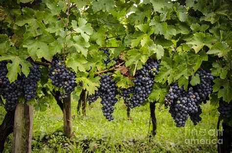 Chardonnay grape cluster Digital Art by Perry Van Munster - Fine Art America