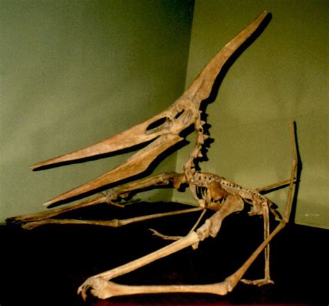 Pteranodon | Fossiles, Dinosaure, Préhistorique