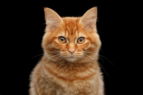 Orange Tabby Cats: Everything You Need to Know - A-Z Animals