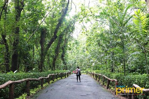 La Mesa Eco Park in Quezon City: the Metro’s True Forest Recreational Park | Philippine Primer