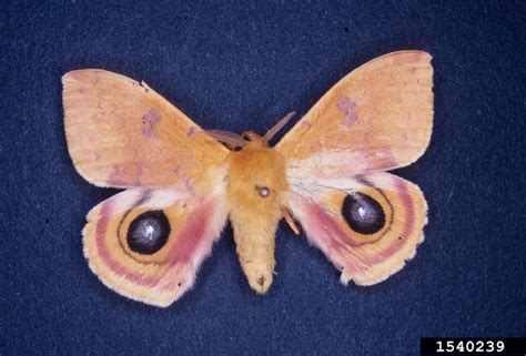 IO Moth - Bugwoodwiki