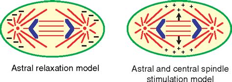 Figure 4 from Cleavage furrow formation and ingression during animal cytokinesis: a microtubule ...