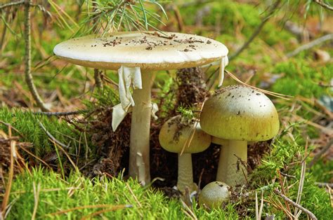 How to ID the world's deadliest mushroom growing in Texas