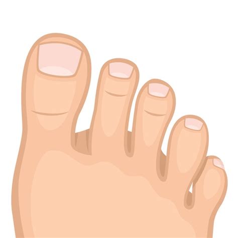 25,074 Cartoon Toes Royalty-Free Photos and Stock Images | Shutterstock