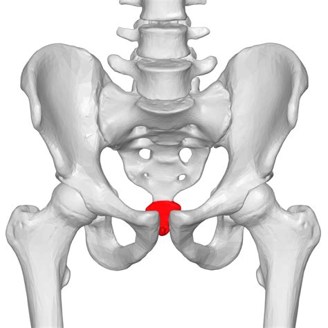 Spine Anatomy Part 5 - The Sacrum and Coccyx - Saratoga Spine