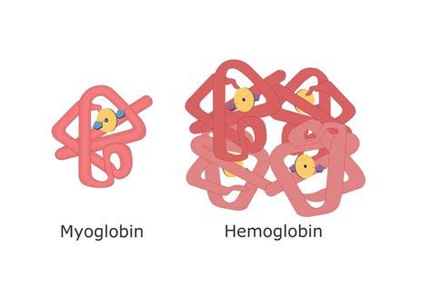 What is Myoglobin? | Hannah Ra