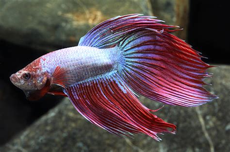 Giant Betta Male LARGE - Bluegrassaquatics.com