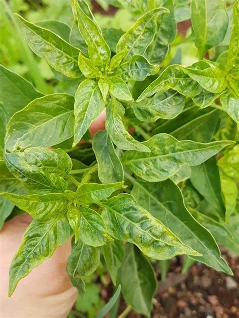 Chilli Leaf Curl Virus Alert | Agrio