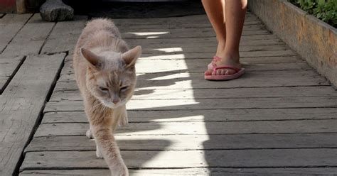 Stubbs the Cat, Honorary Mayor of Alaska, Dies at 20 | TIME