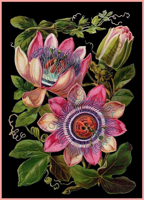 Pink Passion Flower Antique Botanical Illustration Black Background ...