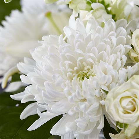 Classic Ivory – A Florist Original