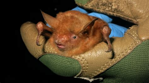 ‘Spectacular’ bright-orange bat species discovered | SiouxlandProud | Sioux City, IA | News ...