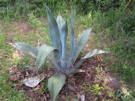 Cactus Jungle - San Francisco Bay Area - Agave americana