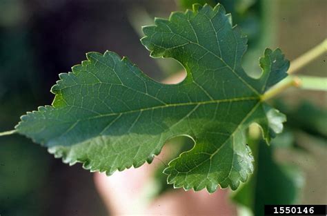 white mulberry, Morus alba (Urticales: Moraceae) - 1550146