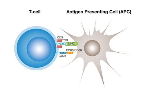 iLite® T-cell Activation Bioassays