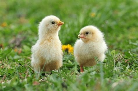 Best Time of Year to Raise Chicks: Spring or Winter?