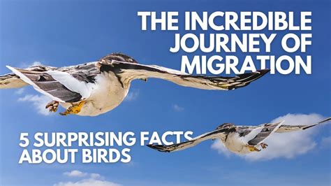 The Incredible Journey of Migration: 5 Surprising Facts About Birds ...