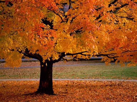 Yellow and orange leaves tree HD wallpaper | Wallpaper Flare