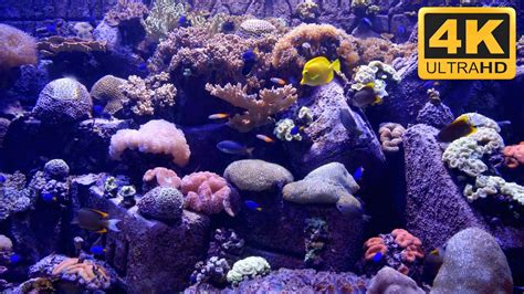 Beautiful UHD Aquarium Screensaver and TV Wallpaper - YouTube